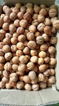 Walnuts,Betel Nuts,Cashew Nuts,Almond