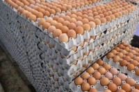 Chicken Broiler Hatching/Table Eggs|Cobb 500/ross 308