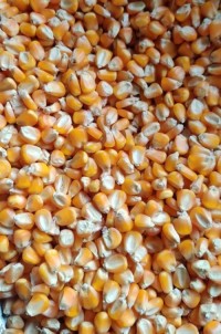 Feed-Grade Yellow Corn/Maize