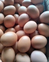High Quality Fresh Brown Table Chicken Egg