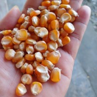 Grade A Yellow Corn (Maize) – clean, well-dried