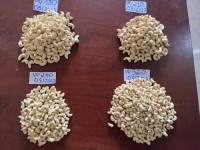 CASHEW NUTS SUPPLIER (WHOLESALE and RETAIL)