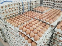 Chicken Broiler Hatching/Table Eggs|Cobb 500/ross 308